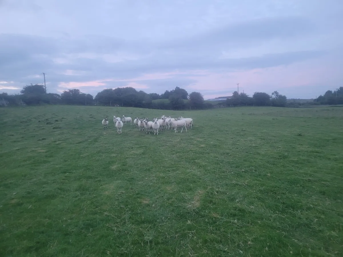 Texel X and Suffolk X Hoggets - Image 2