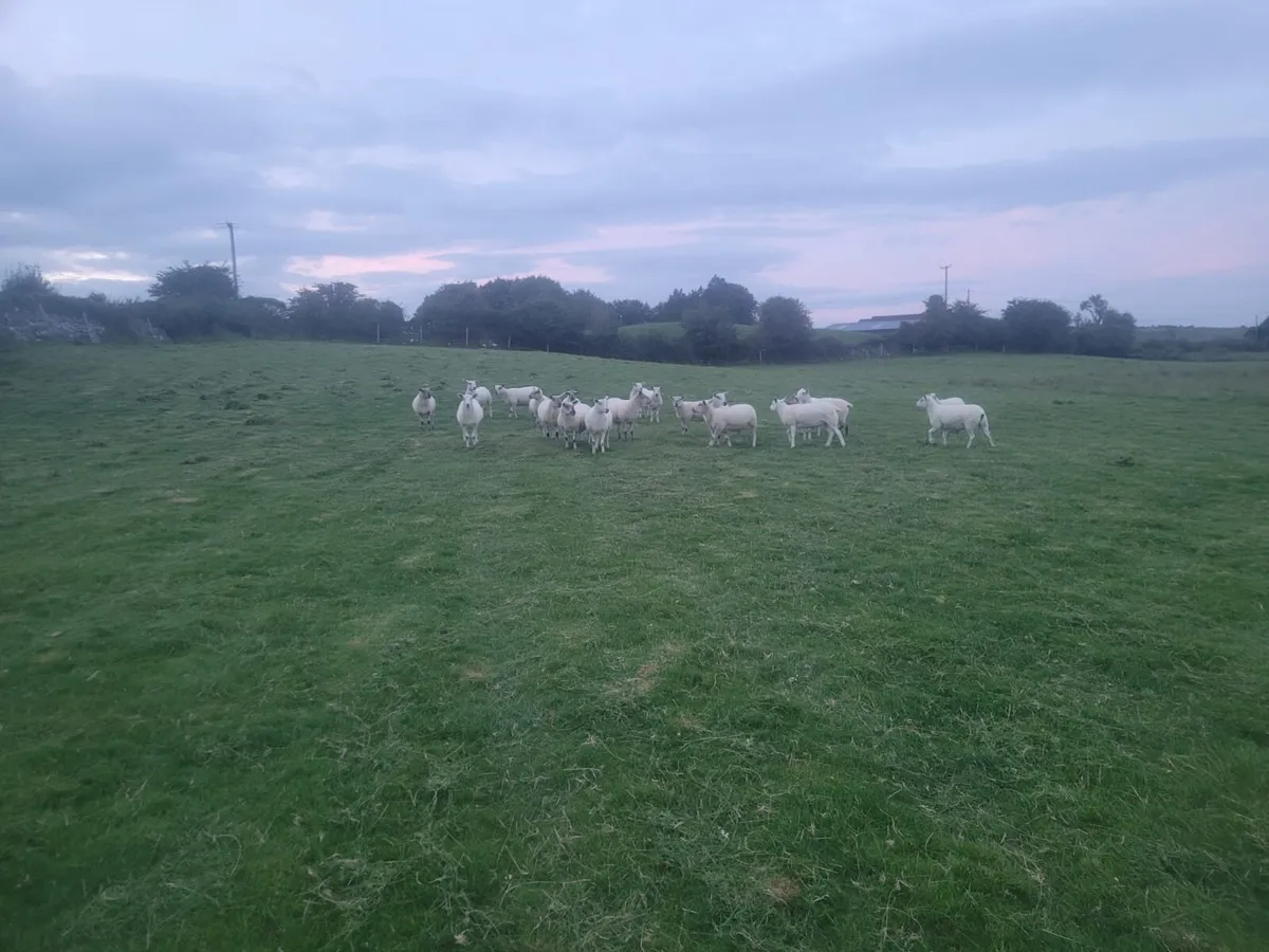 Texel X and Suffolk X Hoggets - Image 3