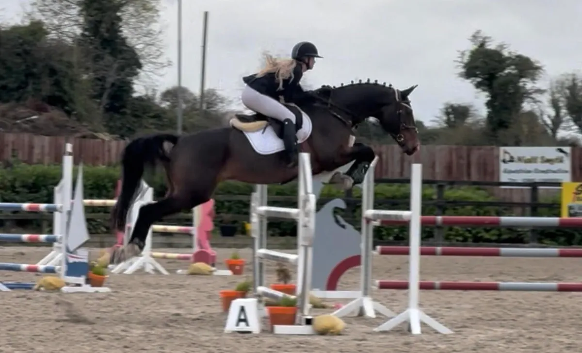 135 showjumper - Image 1
