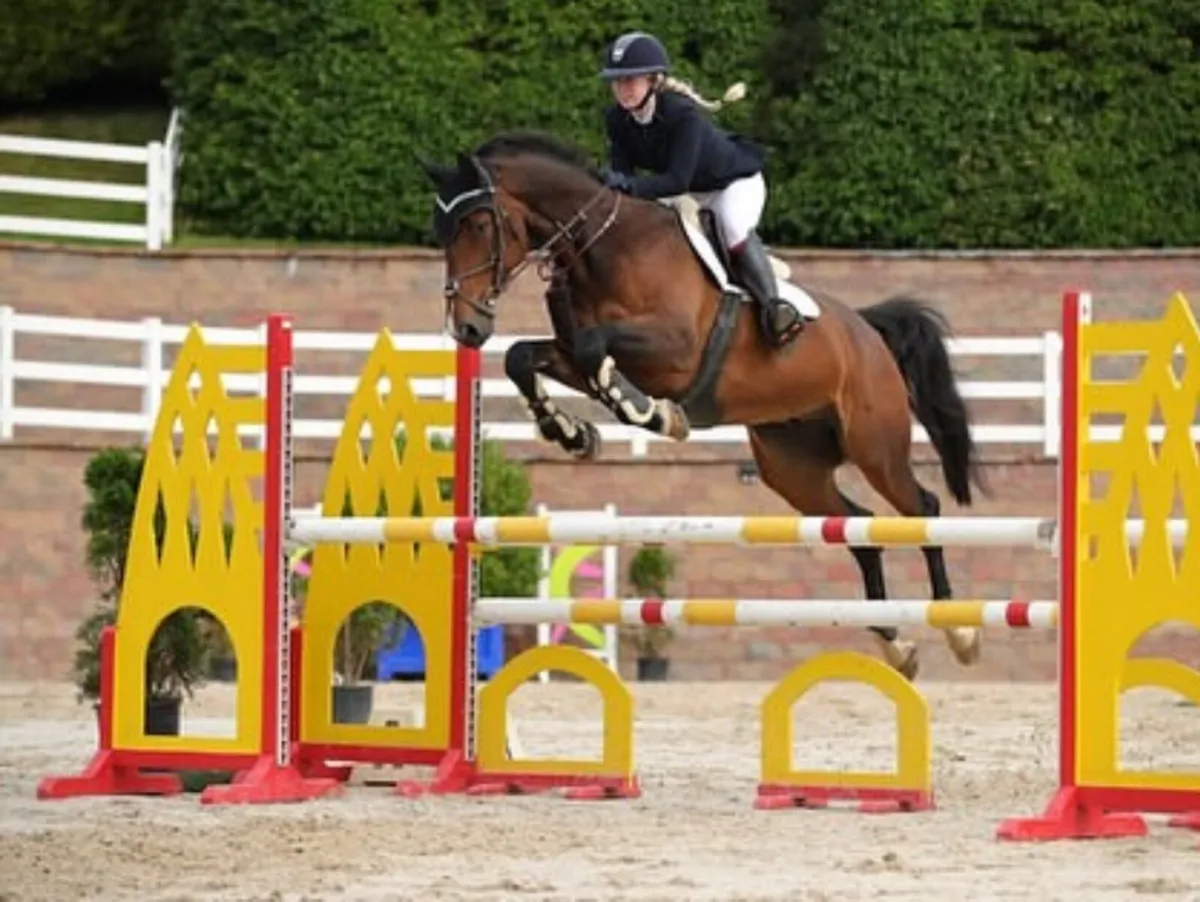 135 showjumper - Image 2