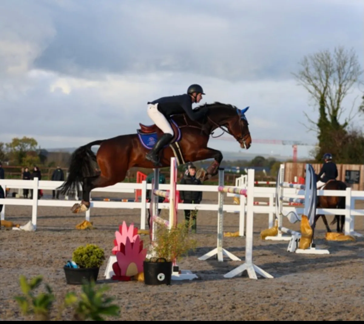 135 showjumper - Image 3
