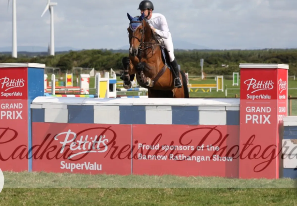 135 showjumper - Image 4