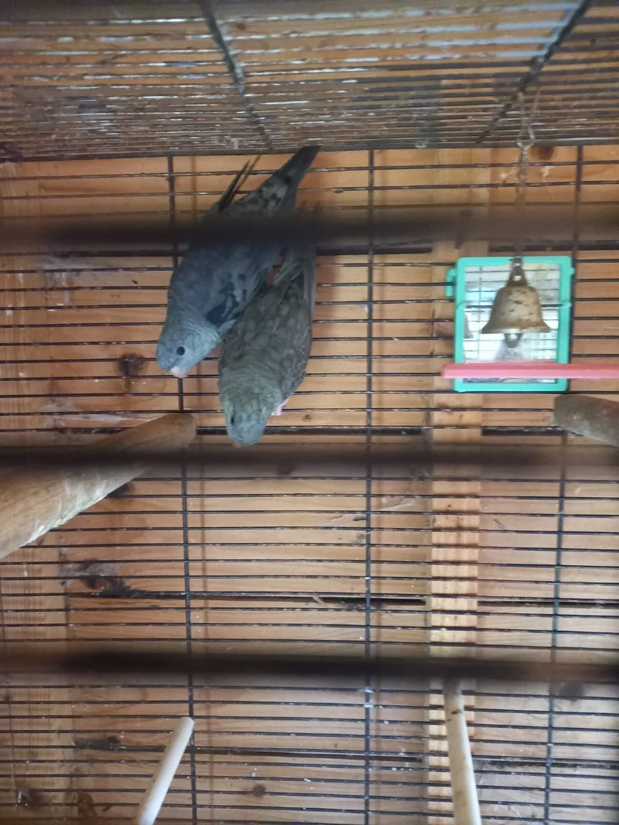 Linolated parakeets - Image 1