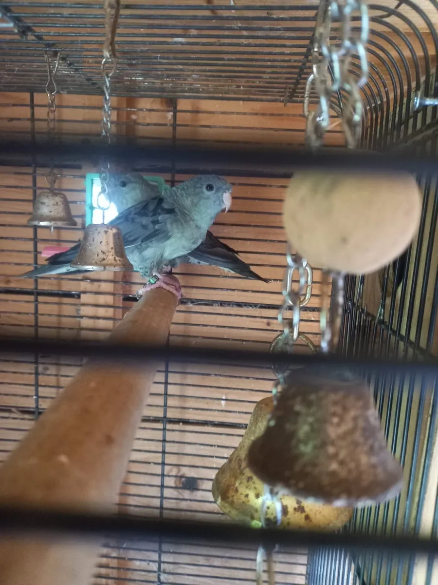 Linolated parakeets - Image 2