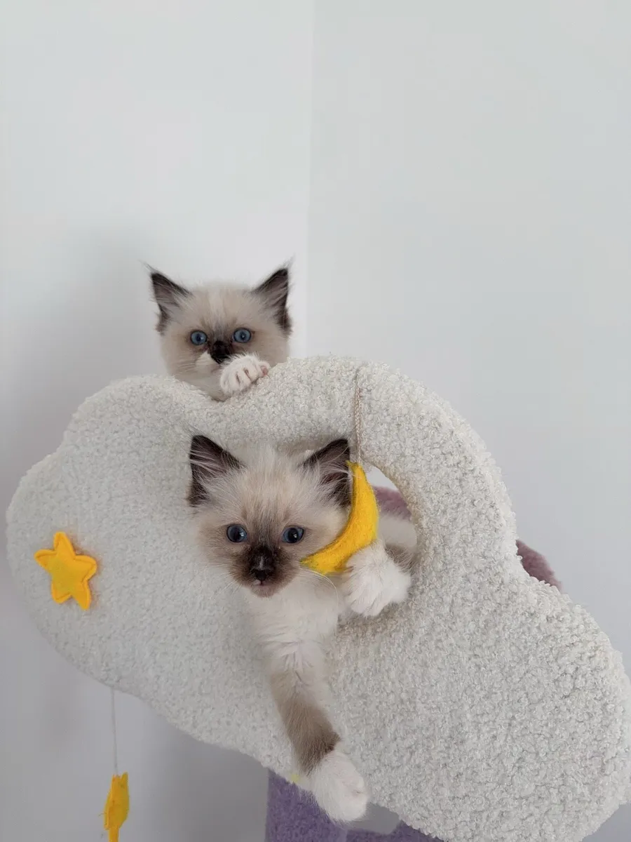 Ragdoll Kitten - Image 1