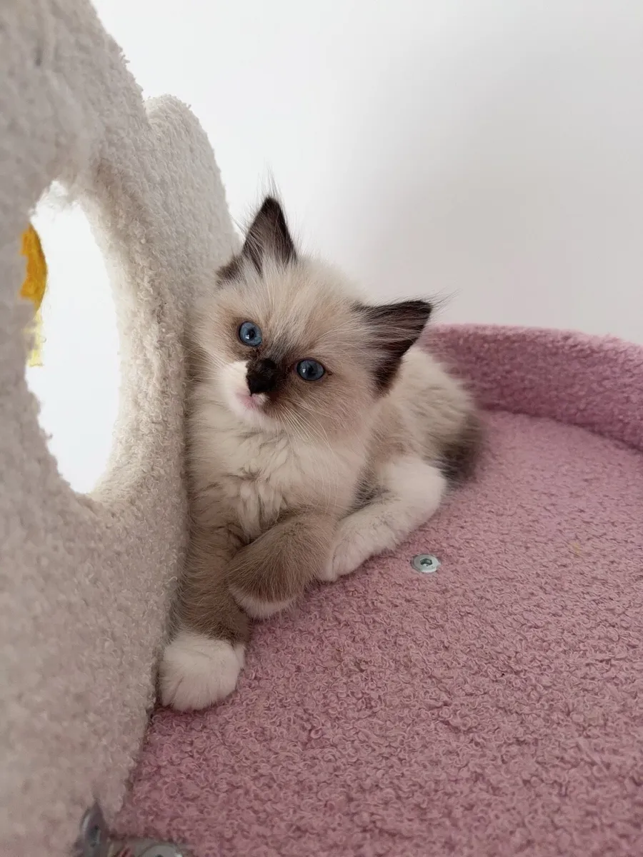 Ragdoll Kitten - Image 2