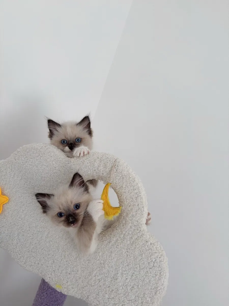 Ragdoll Kitten - Image 3