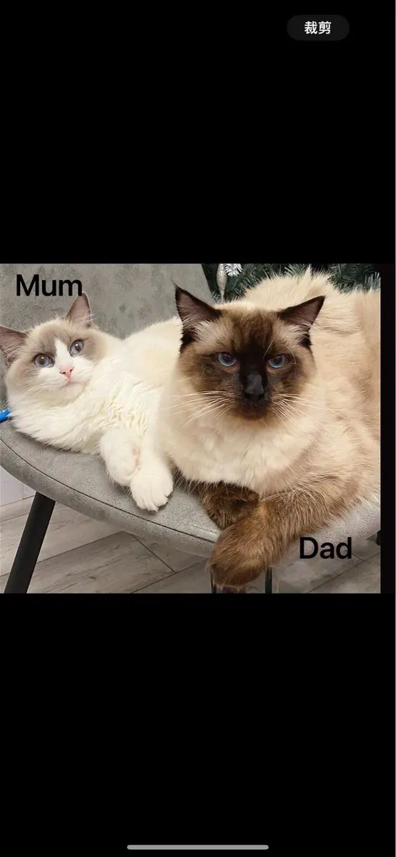 Ragdoll Kitten - Image 4