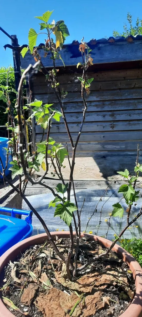 Black currants - Image 3