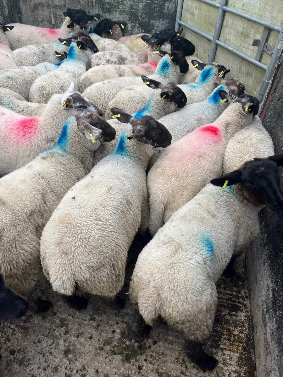 Store lambs - Image 2