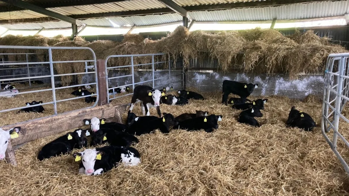 Calves wanted