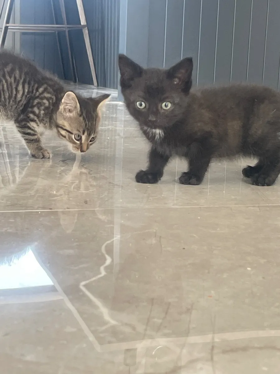 Kittens - Image 1