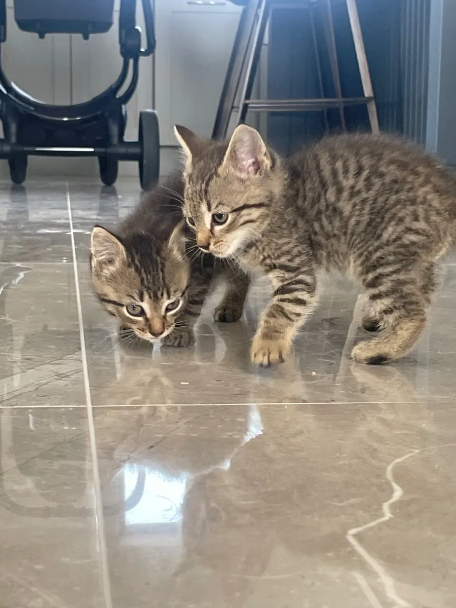 Kittens - Image 2