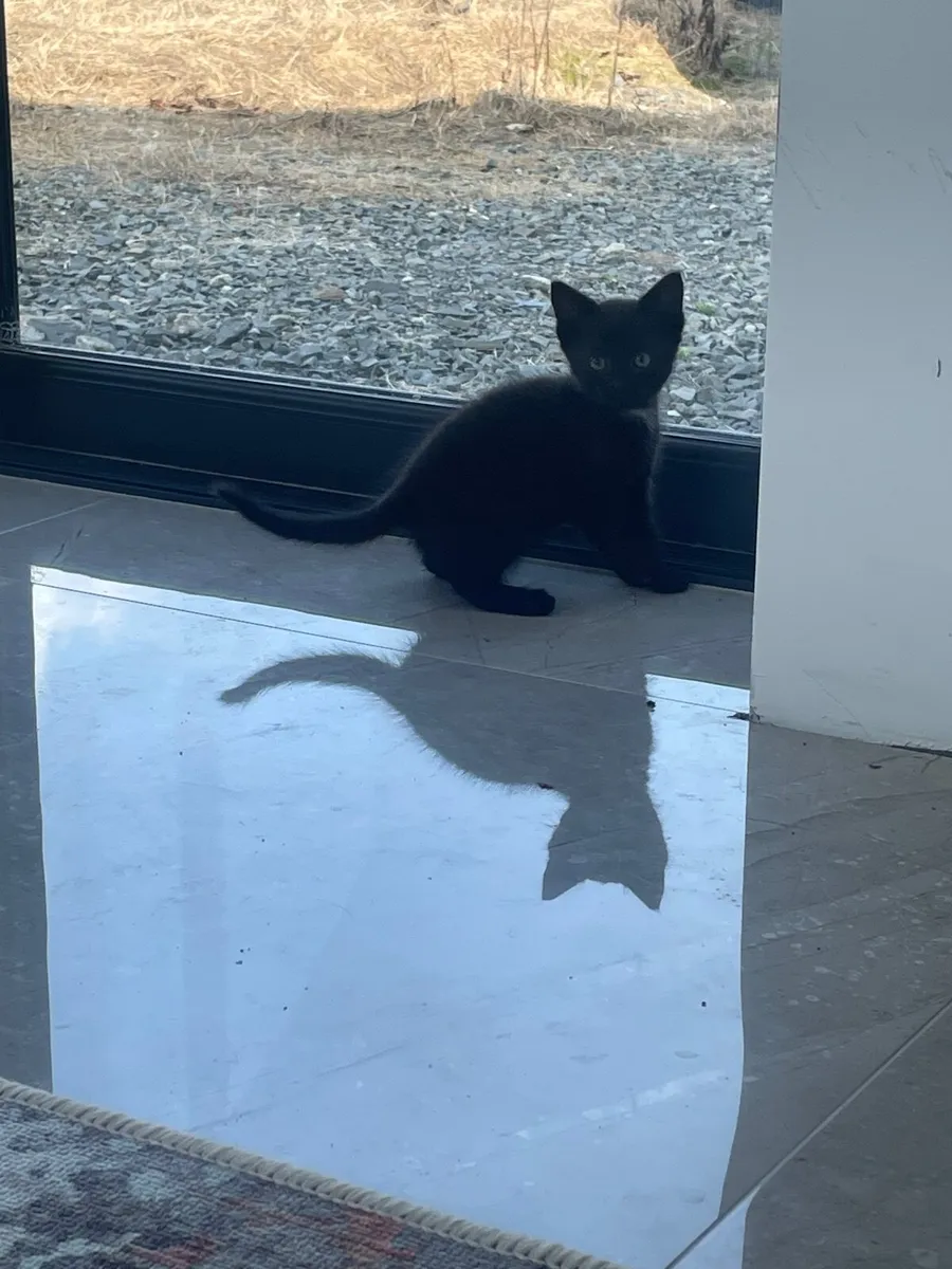 Kittens - Image 3