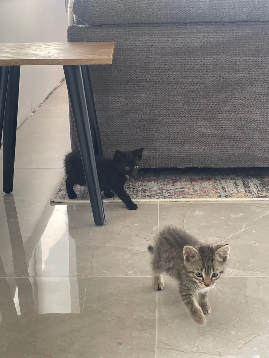 Kittens - Image 4