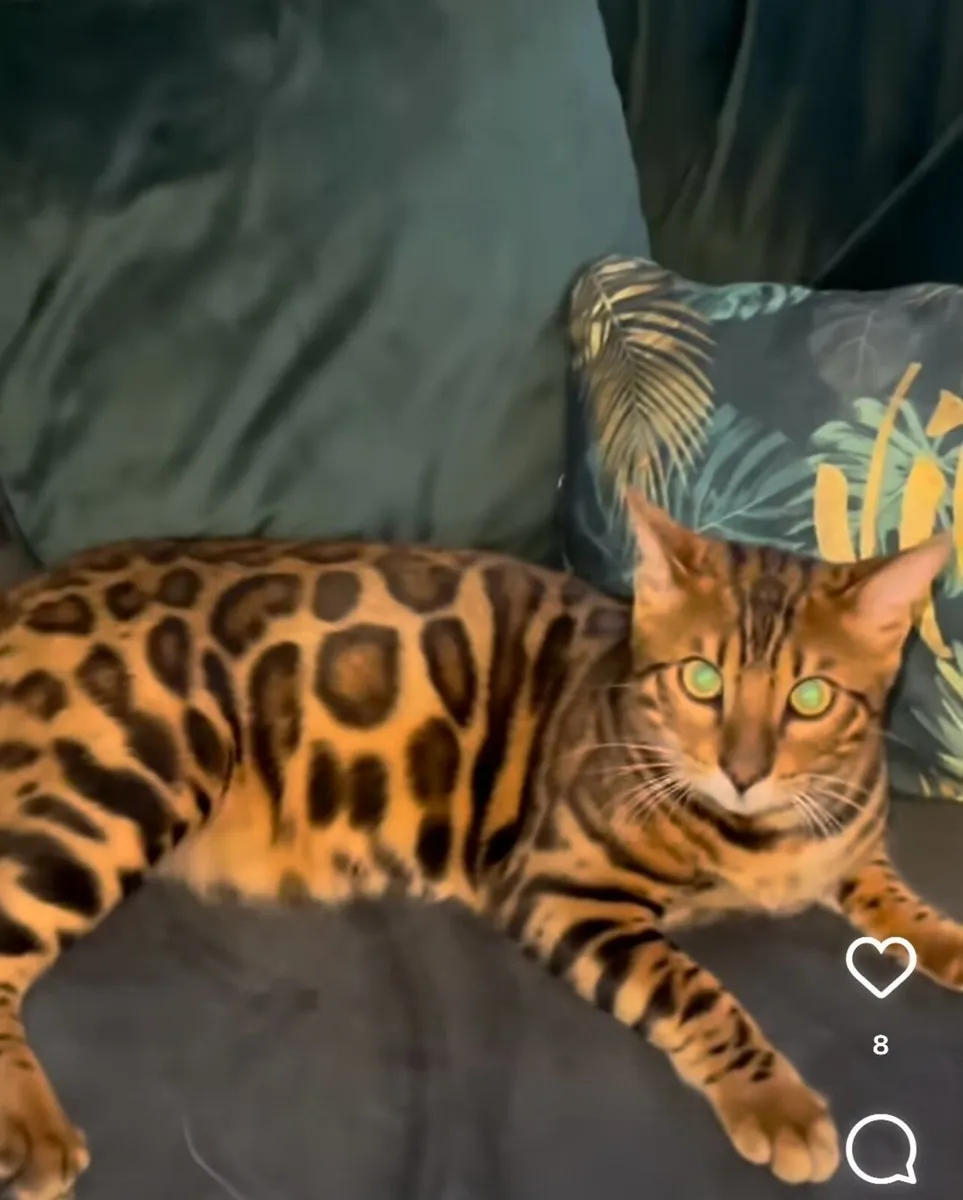 Bengal kittens - Image 1