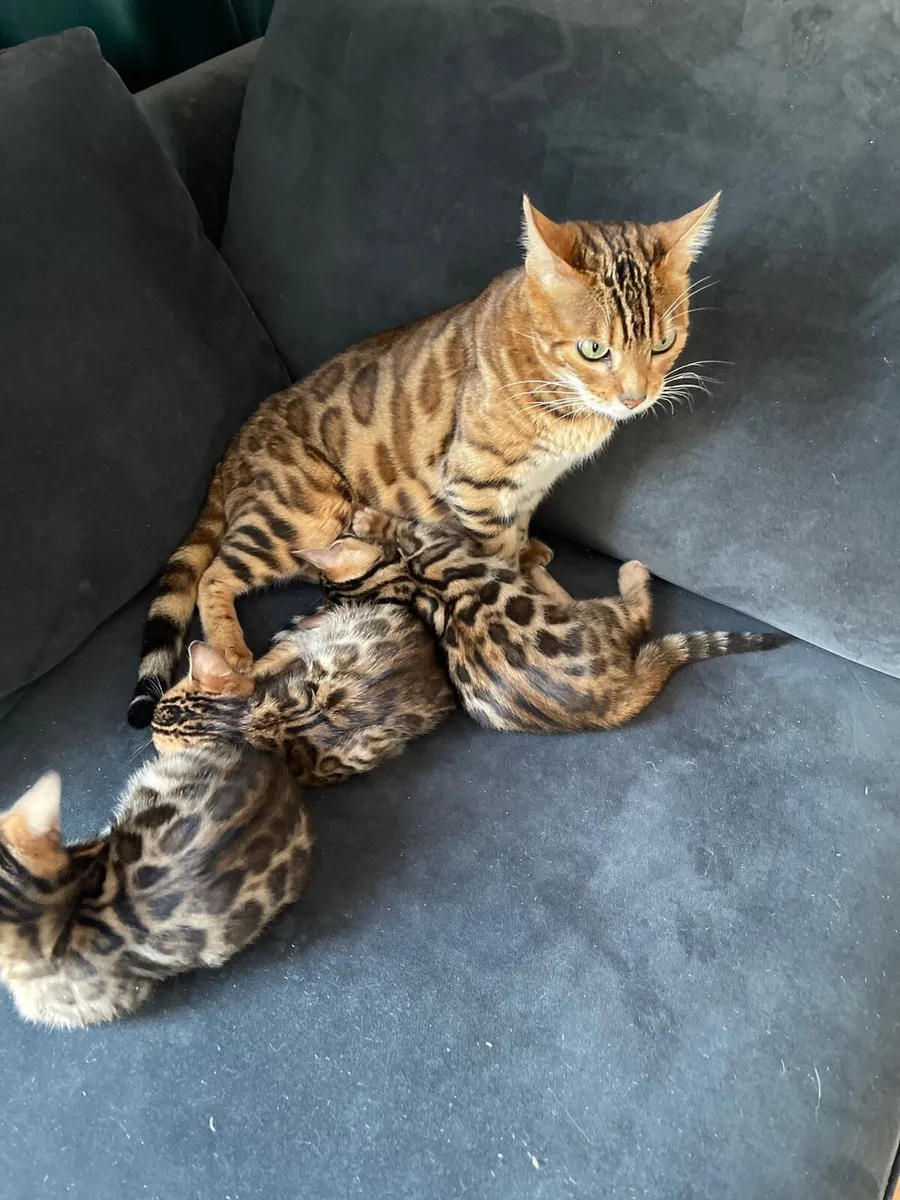 Bengal kittens - Image 2