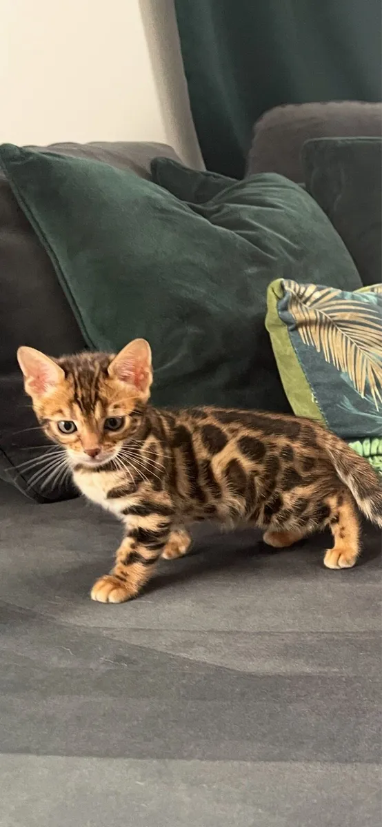 Bengal kittens - Image 3