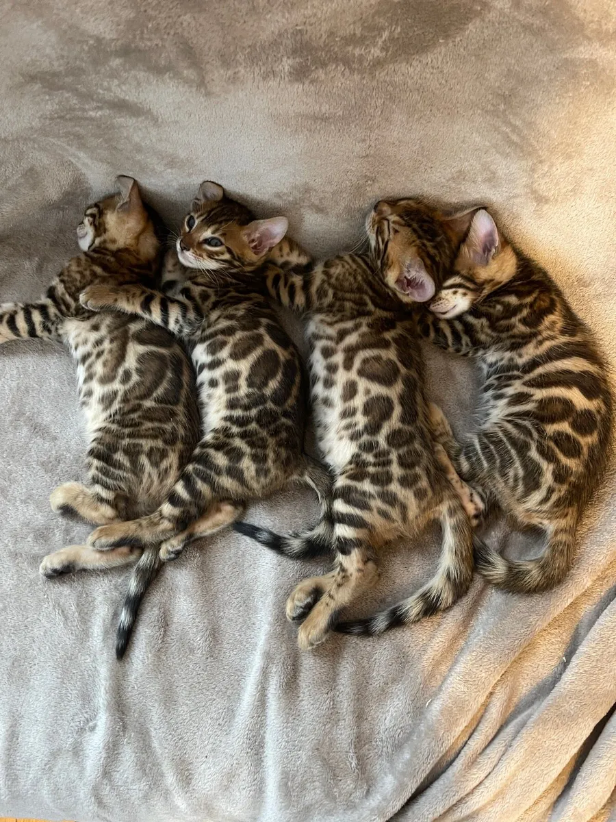 Bengal kittens - Image 4