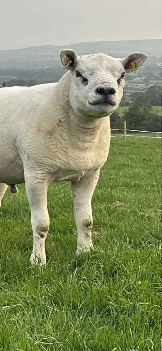 Pedigree texel shearlings - Image 1