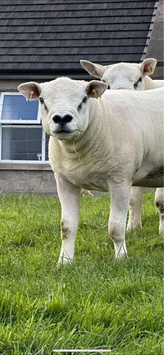 Pedigree texel shearlings - Image 2