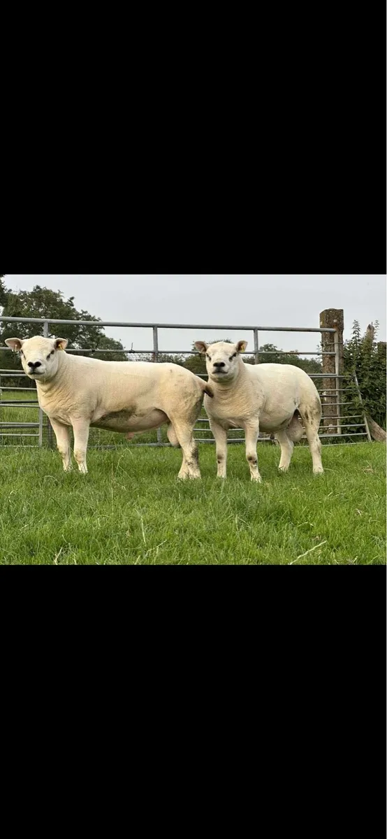 Pedigree texel shearlings - Image 3