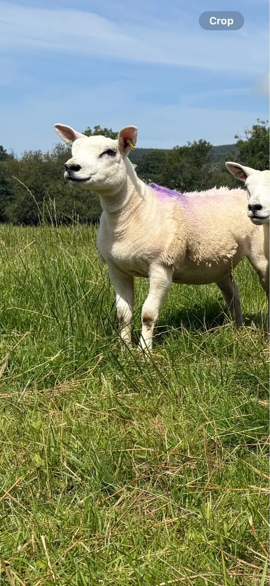 Pedigree texel shearlings - Image 4