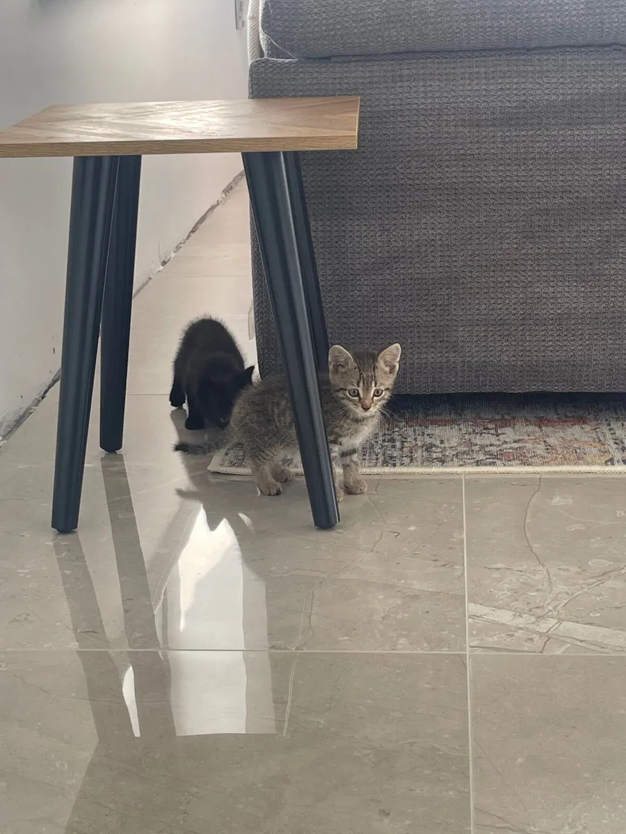 Kittens - Image 3