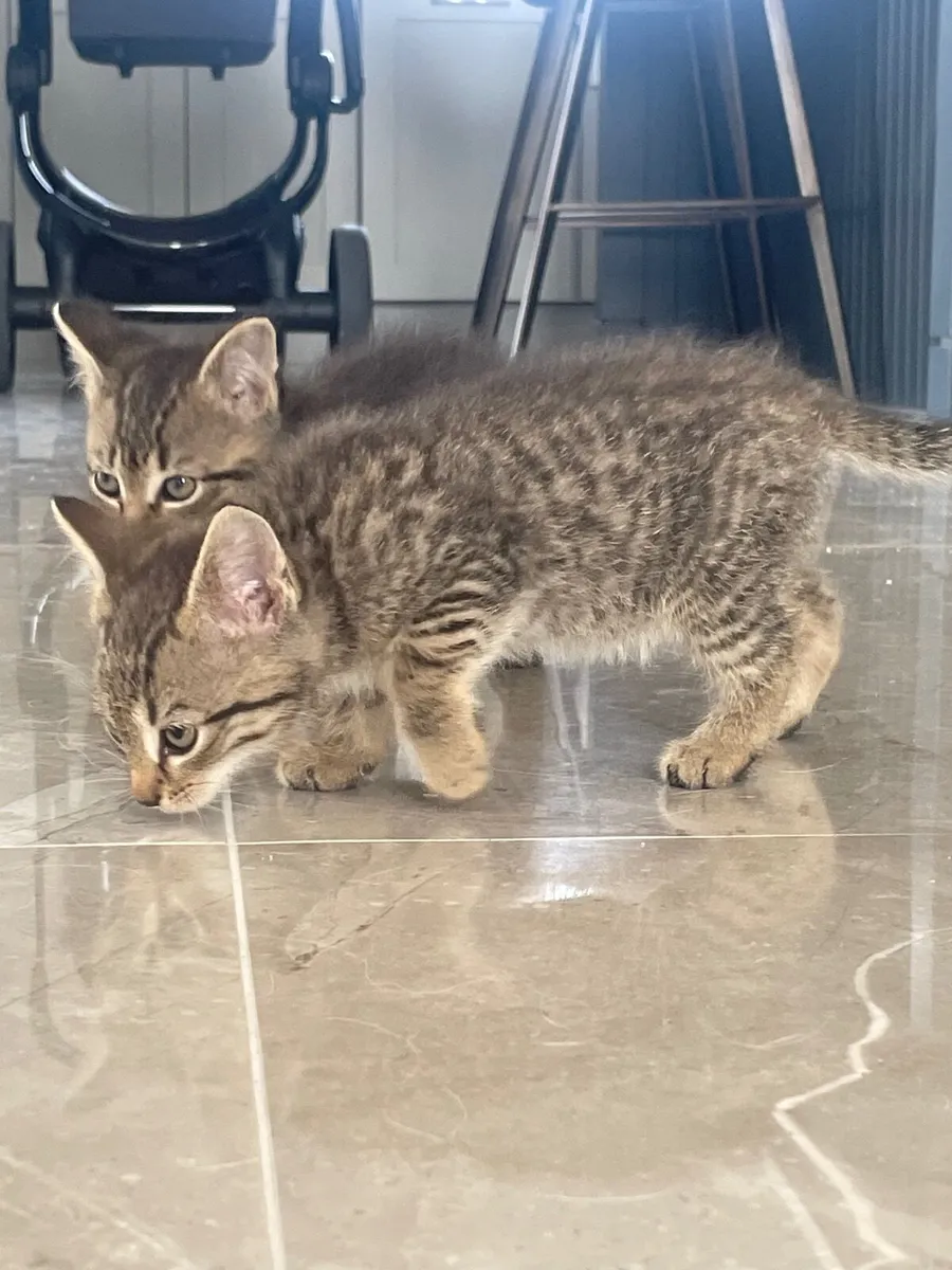 Kittens - Image 4