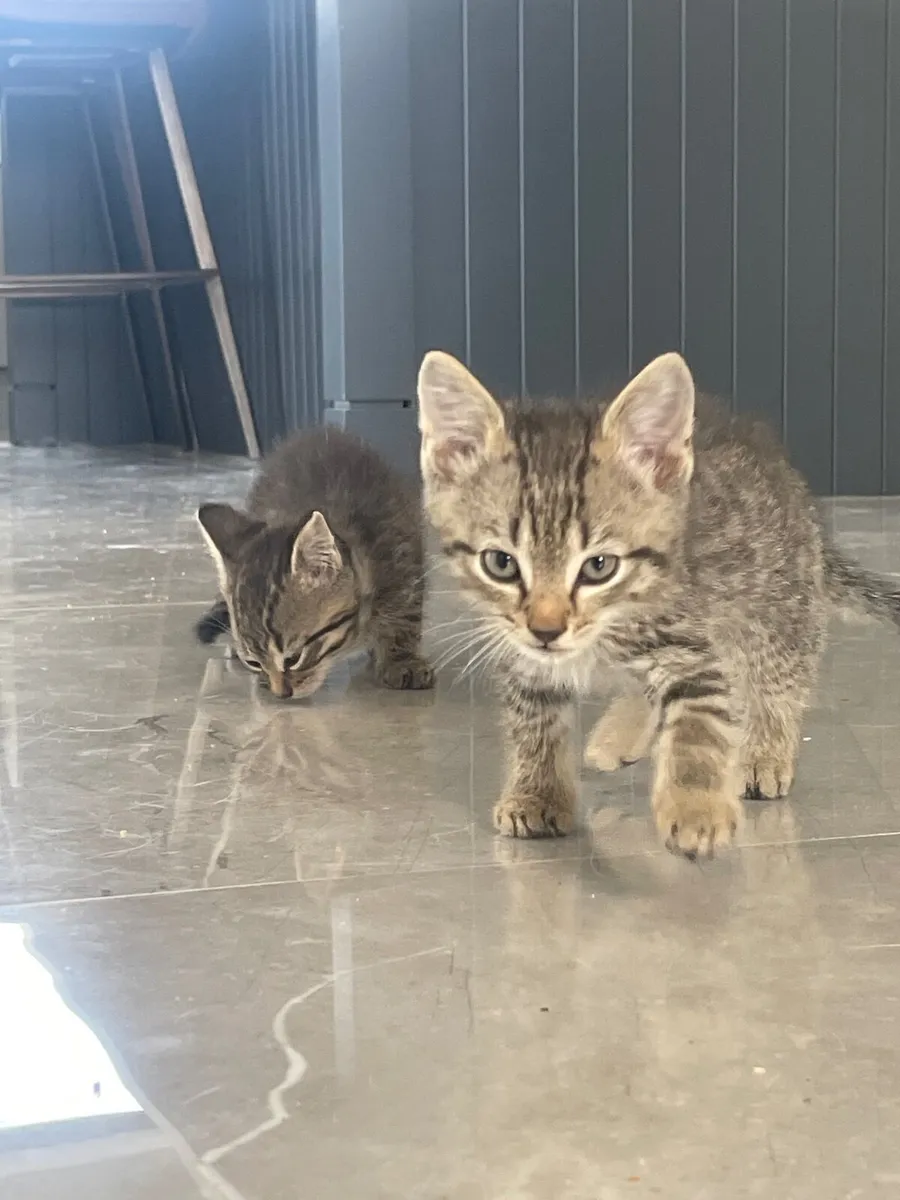 Kittens - Image 1