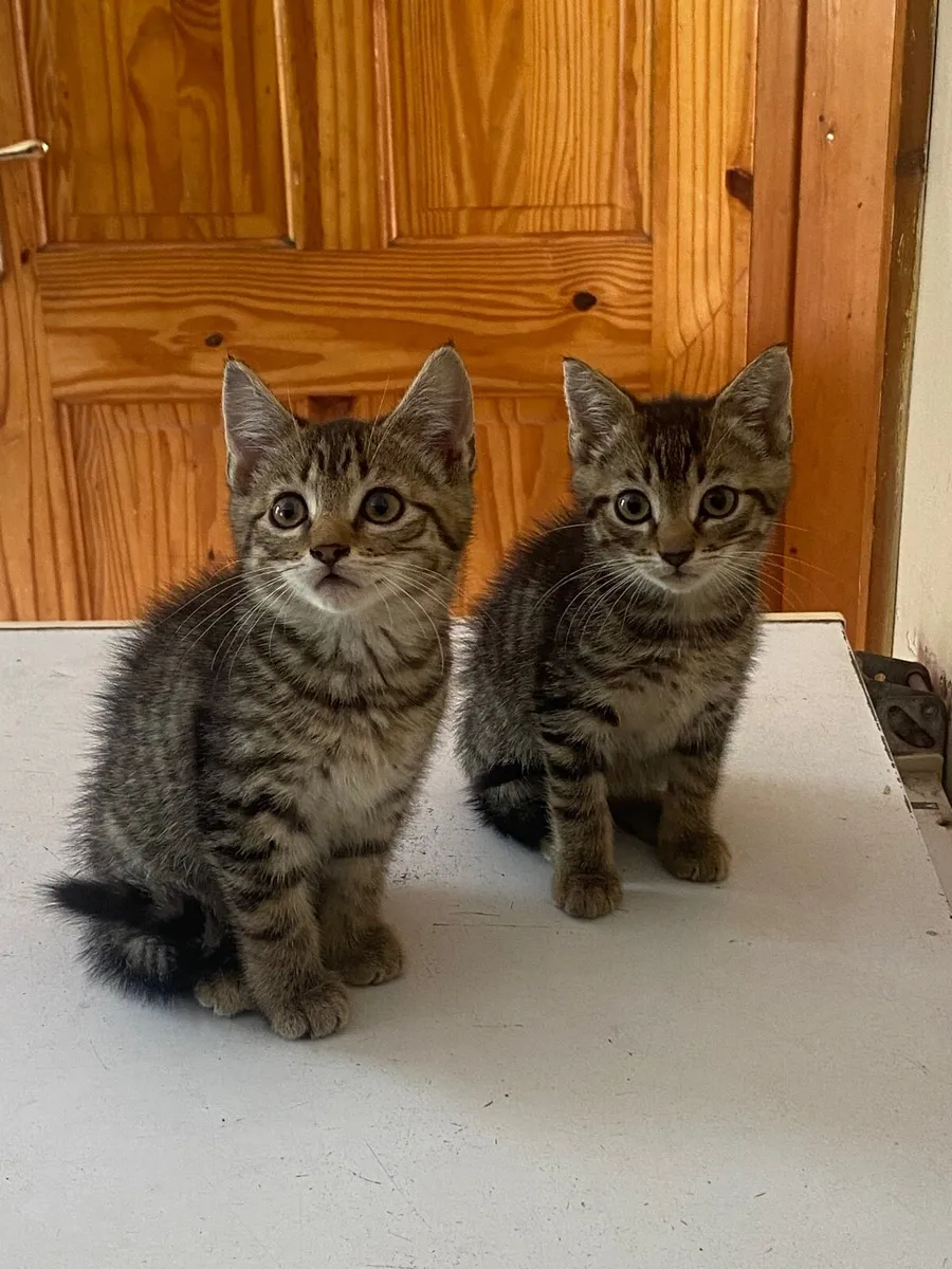 Kittens