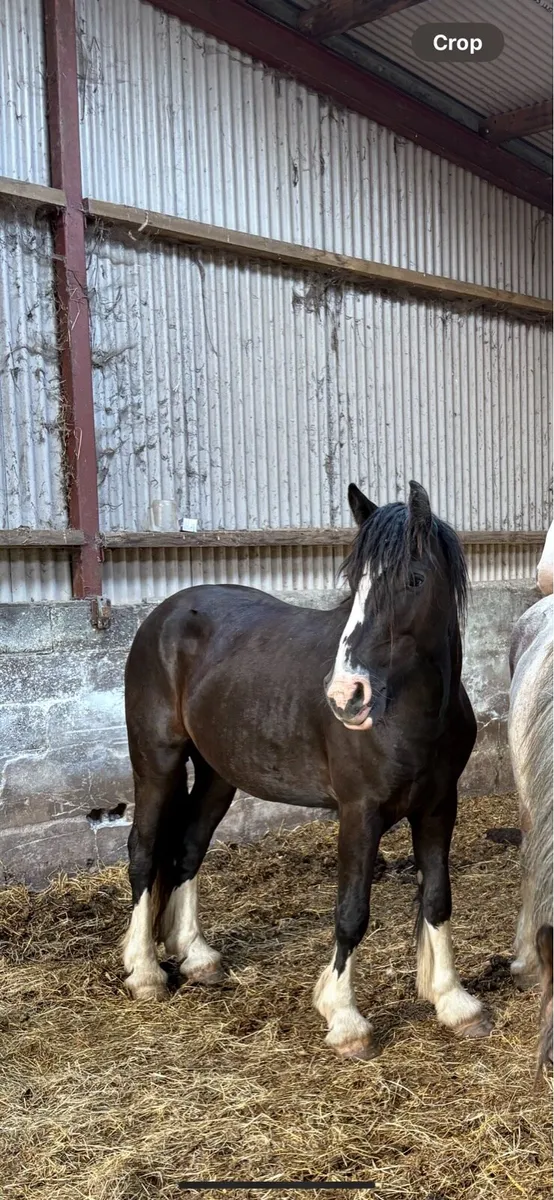 3 year old cob