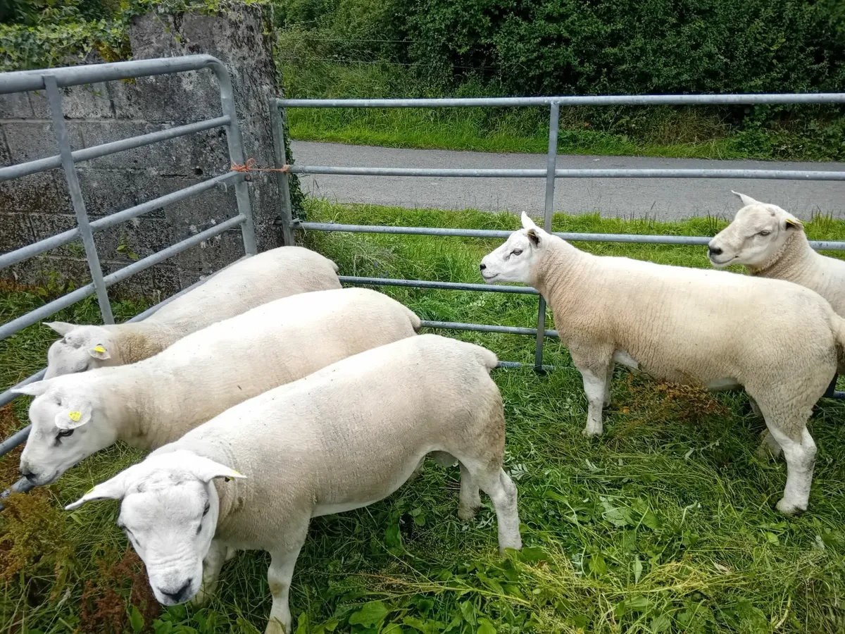 Hogget rams - Image 4