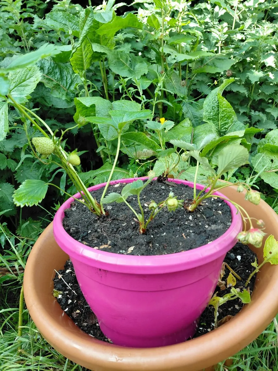 Strawberry plants - Image 1