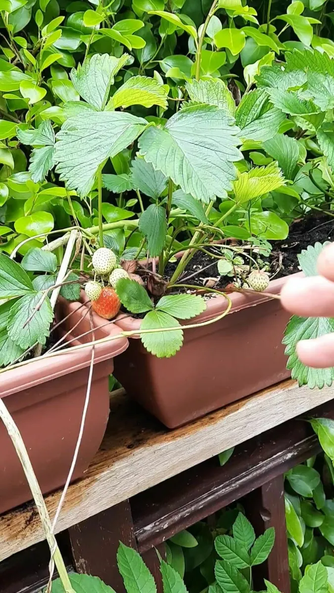 Strawberry plants - Image 2