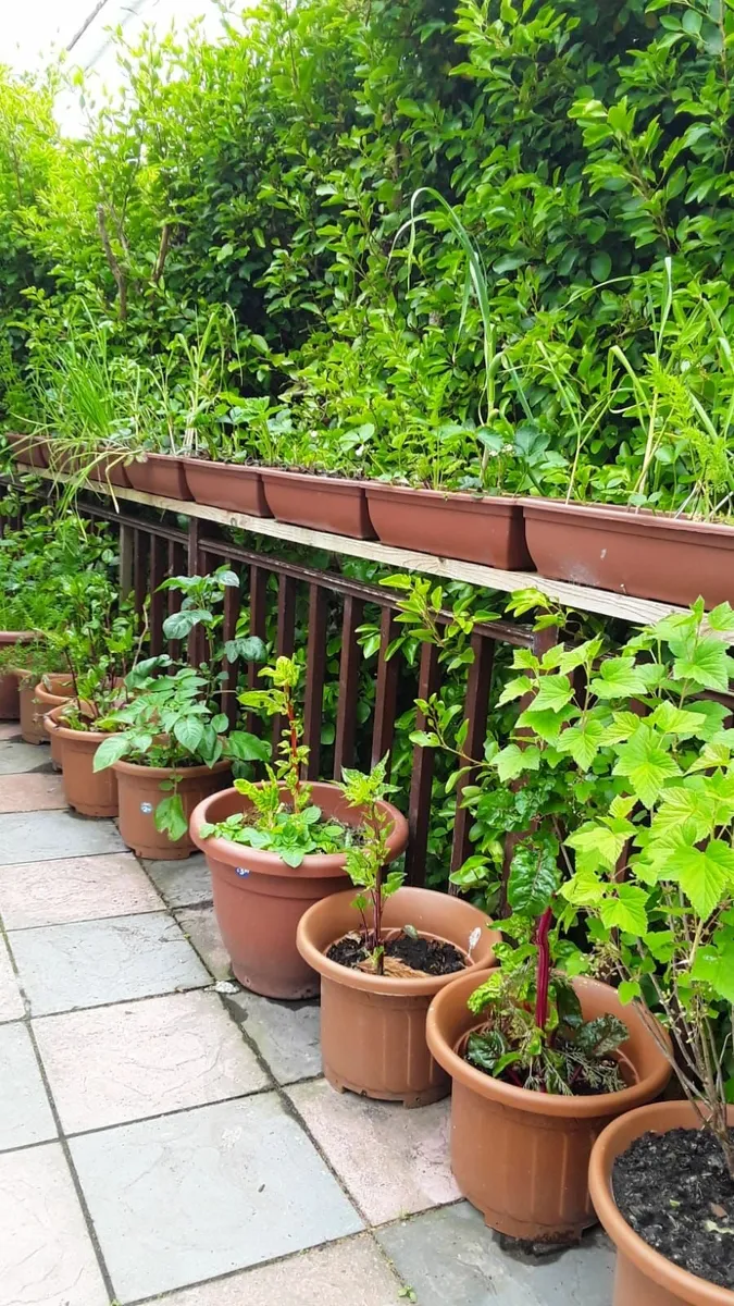 Strawberry plants - Image 3