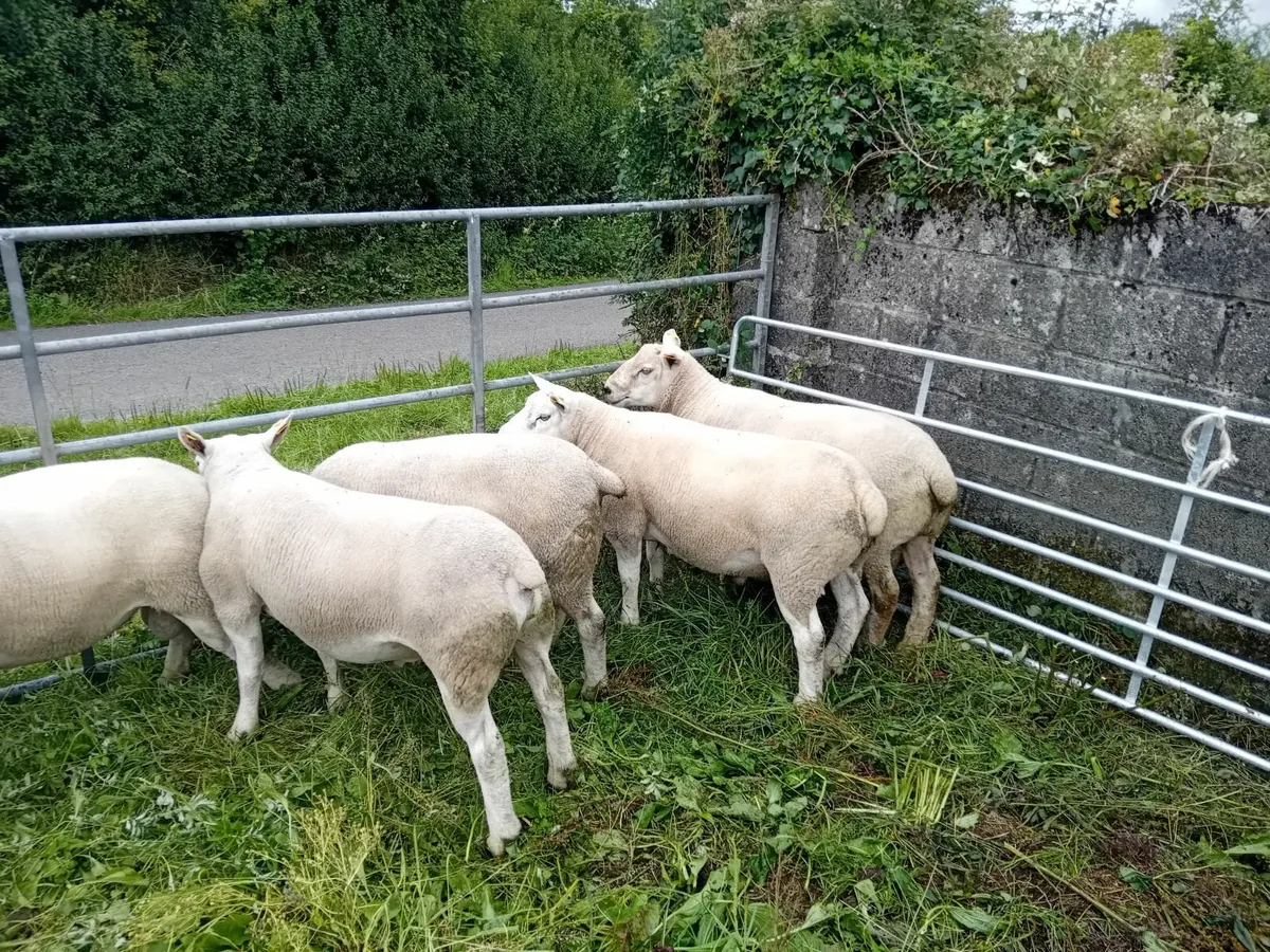 Hogget rams - Image 1