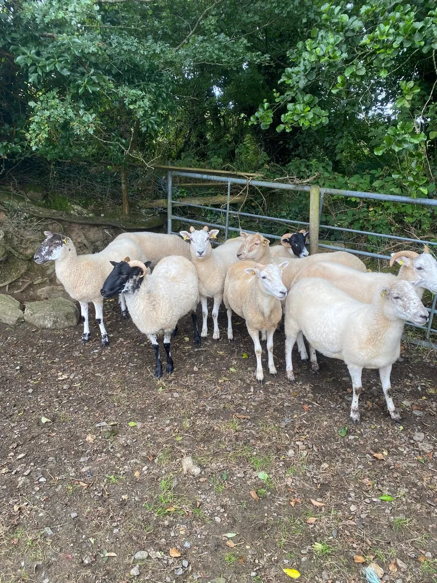 Hogget Ewes - Image 1