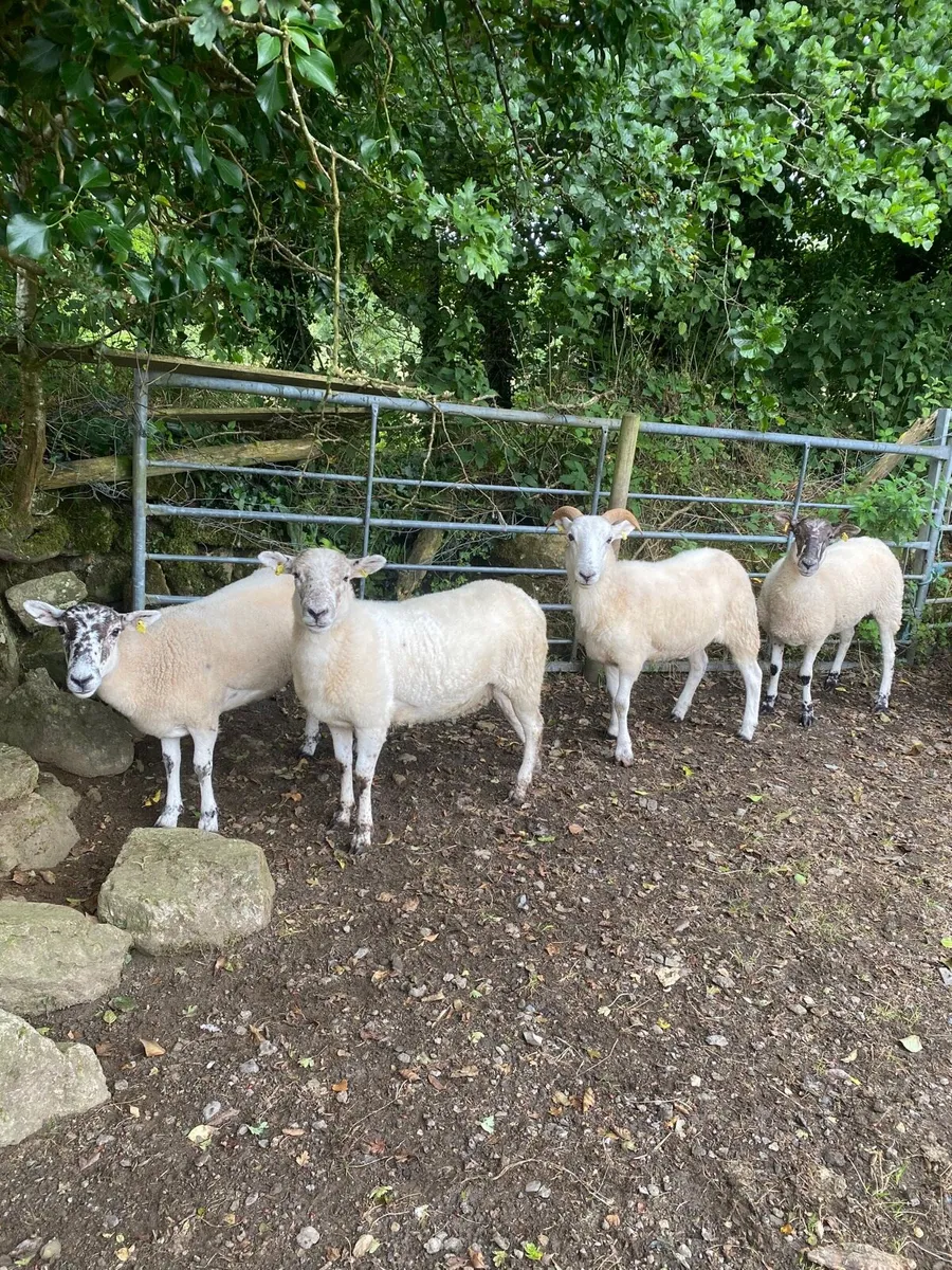 Hogget Ewes - Image 2