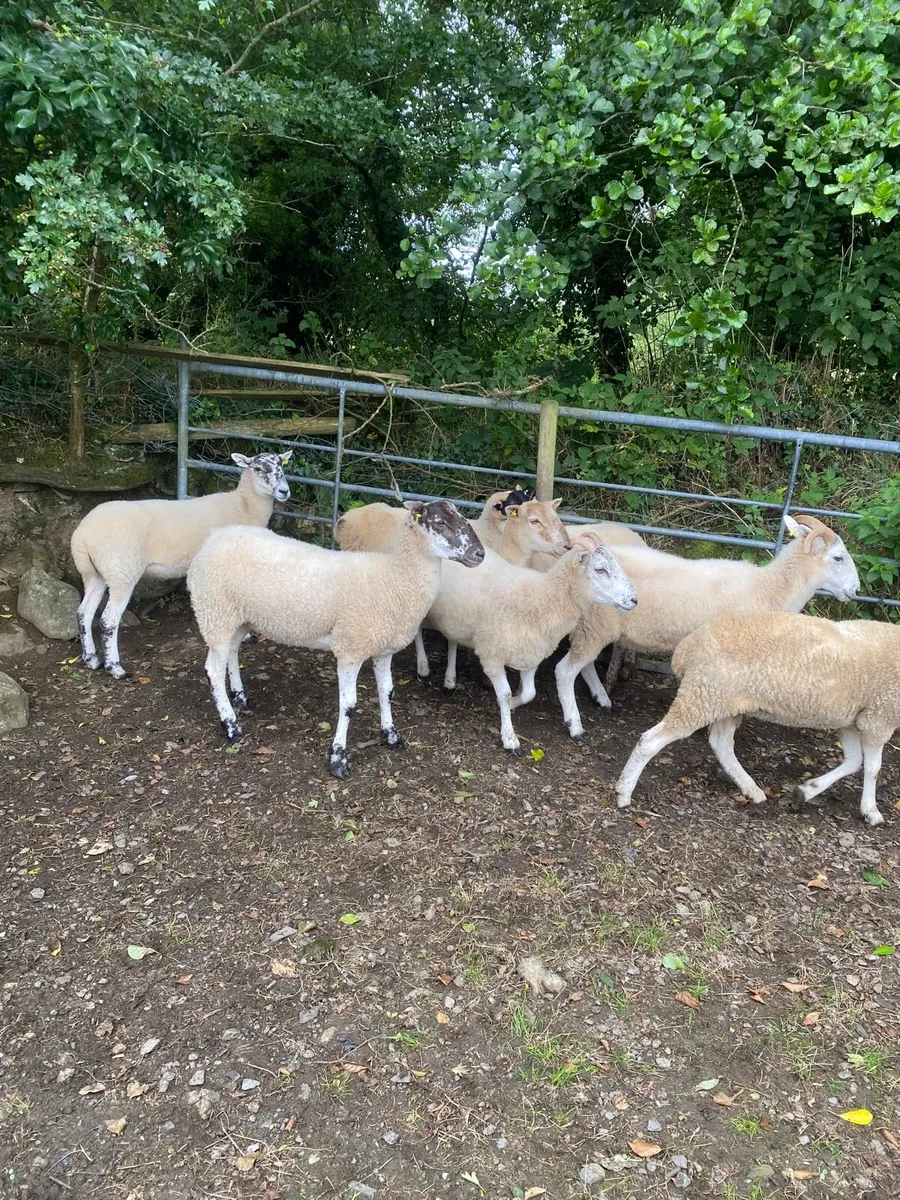 Hogget Ewes - Image 3