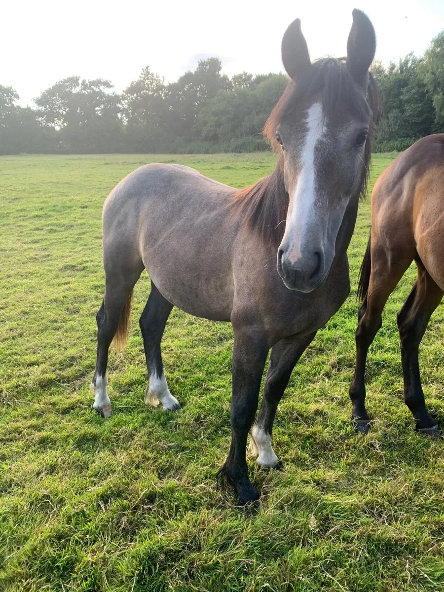 Yearling Gelding - Image 2