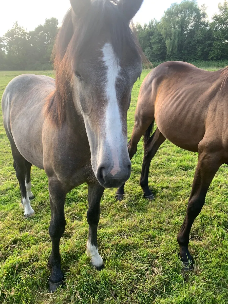 Yearling Gelding - Image 3