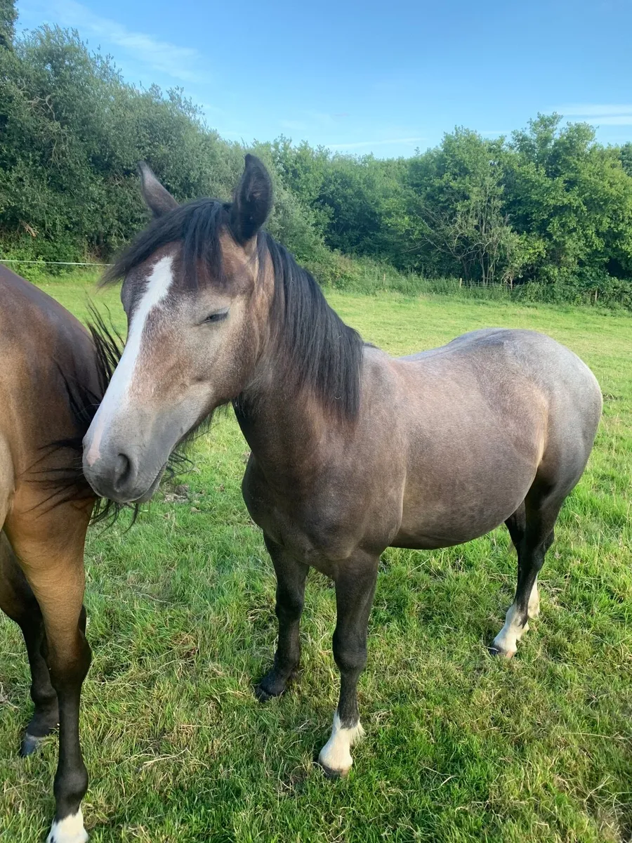 Yearling Gelding - Image 4