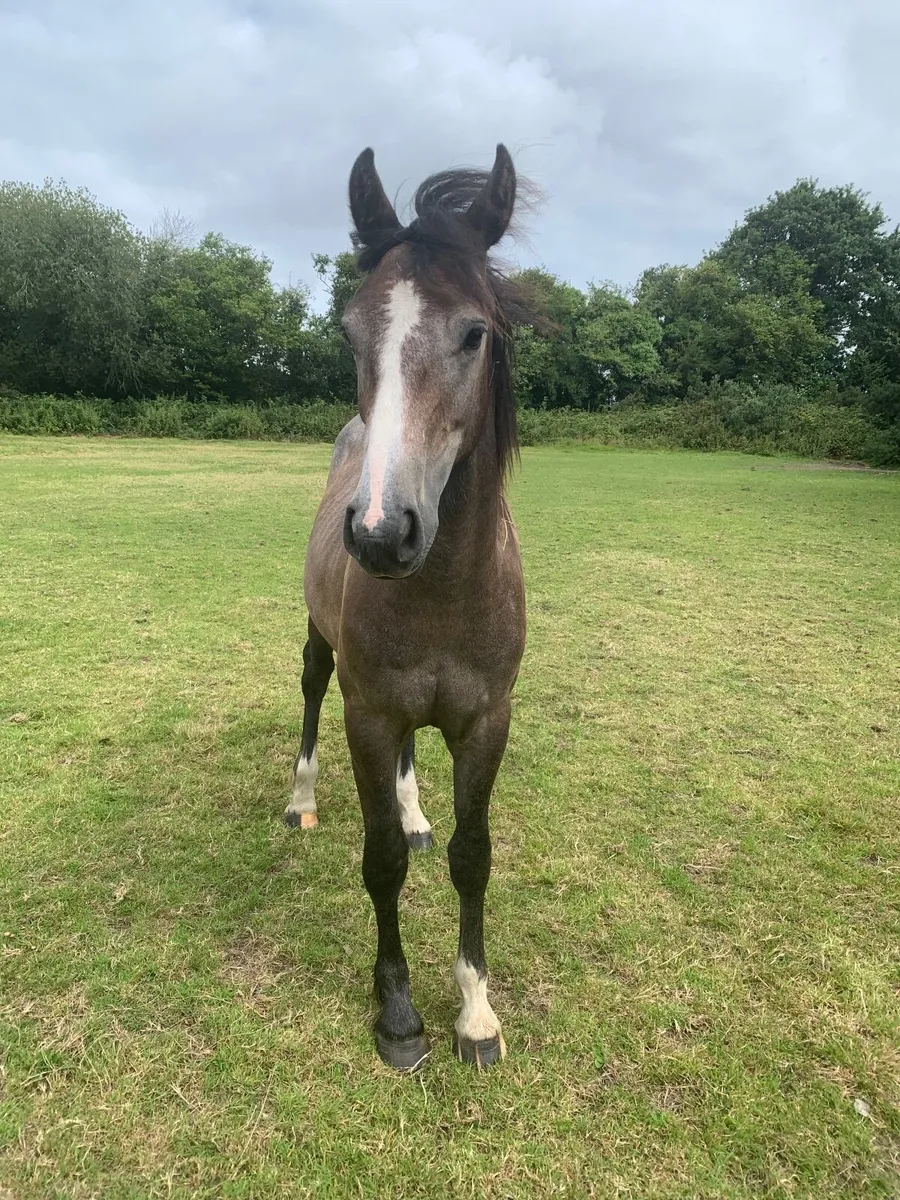 Yearling Gelding - Image 1