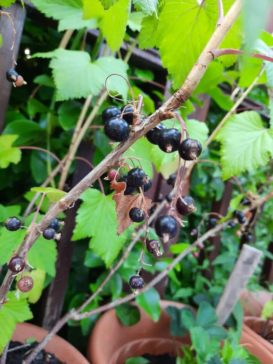 Black currants - Image 1