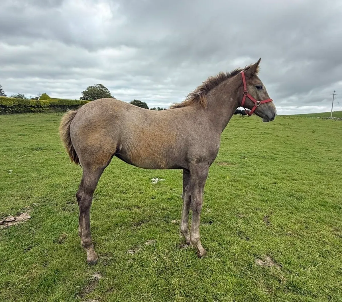 RID Filly Foal - Image 1