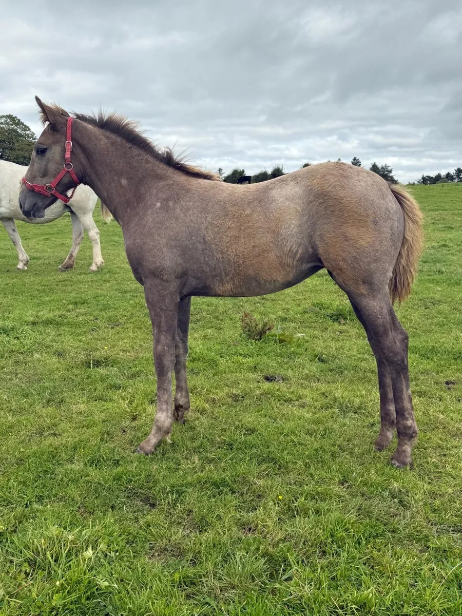 RID Filly Foal - Image 2