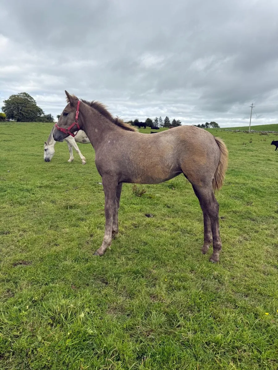 RID Filly Foal - Image 3