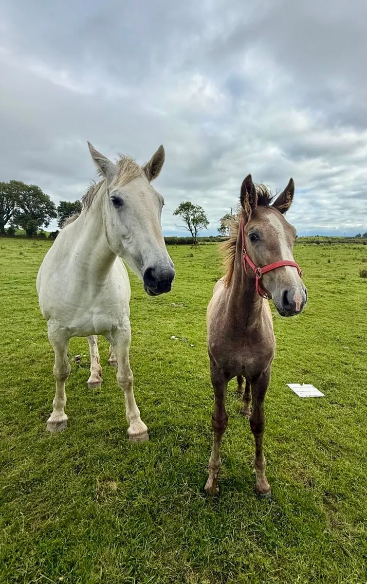 RID Filly Foal - Image 4