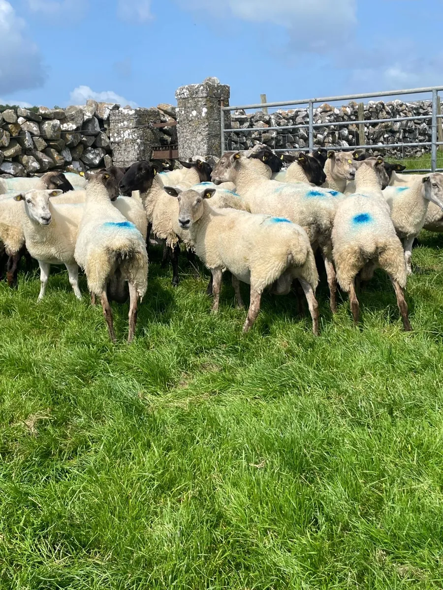 3rd/4th crop Ewes - Image 2